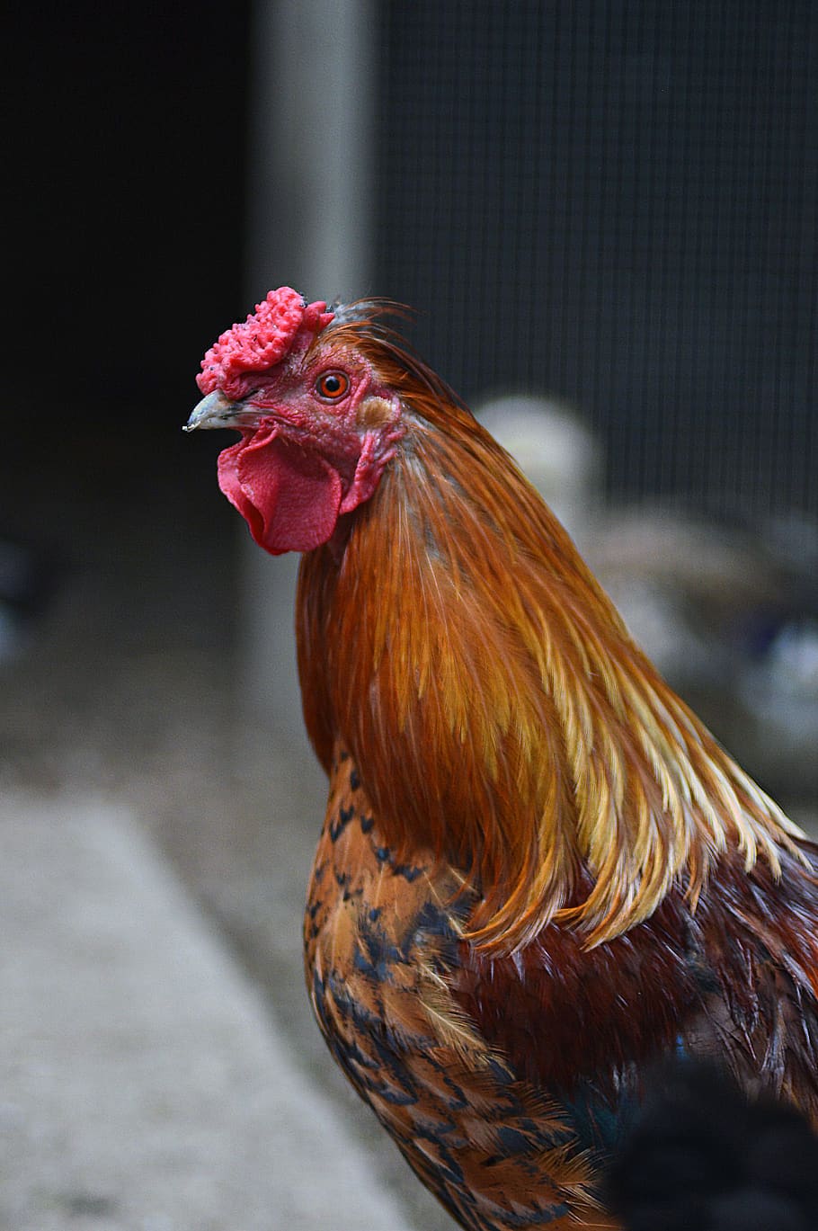 hen, farm, animals, bird, profile, chicken - bird, livestock, chicken,  domestic animals, animal themes | Pxfuel