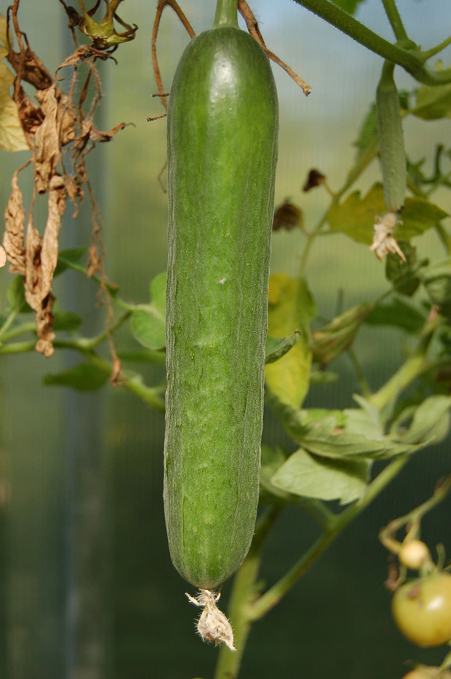 cucumbers, vegetables, cucumber, food, dacha, harvesting, pickled, harvest, plant, growth