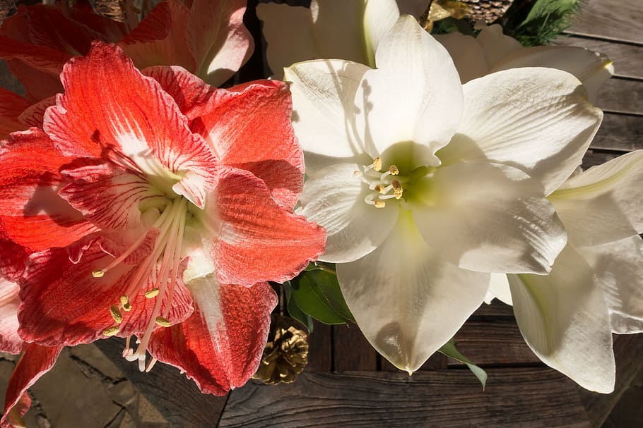 Amarilis, Blanco, Flor, Floración, rojo, planta, botánica, ramo,  inflorescencia, planta de amarilis | Pxfuel