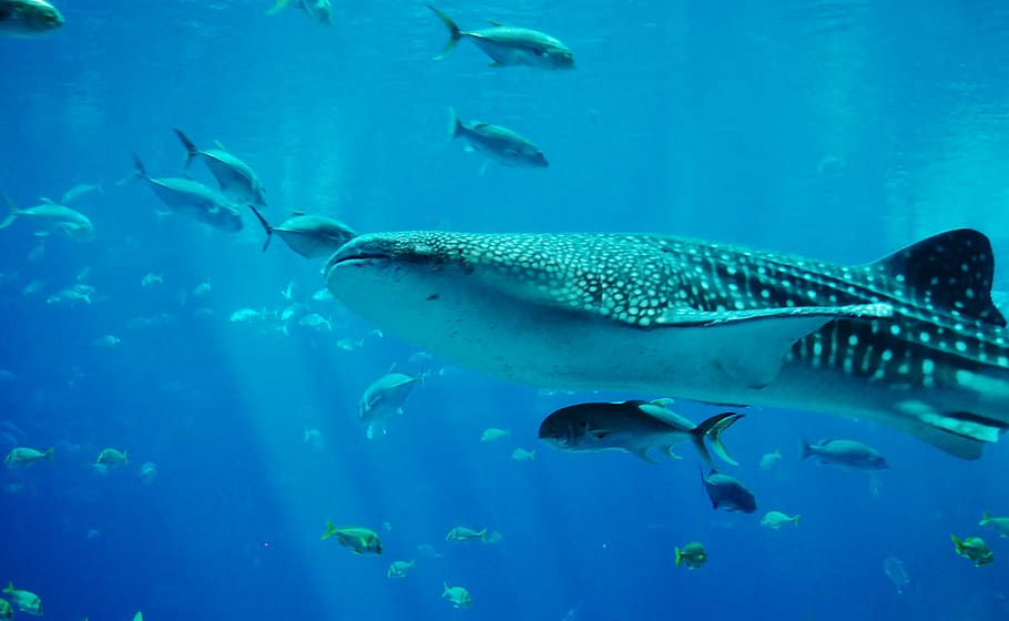 variety, fish, blue, body, water, in blue, body of water, whale shark, shark, aquarium