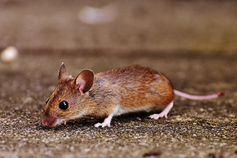 Mouse, Rodent, Cute, Mammal, Nager, nature, animal, wood mouse, apodemus sylvaticus, mice