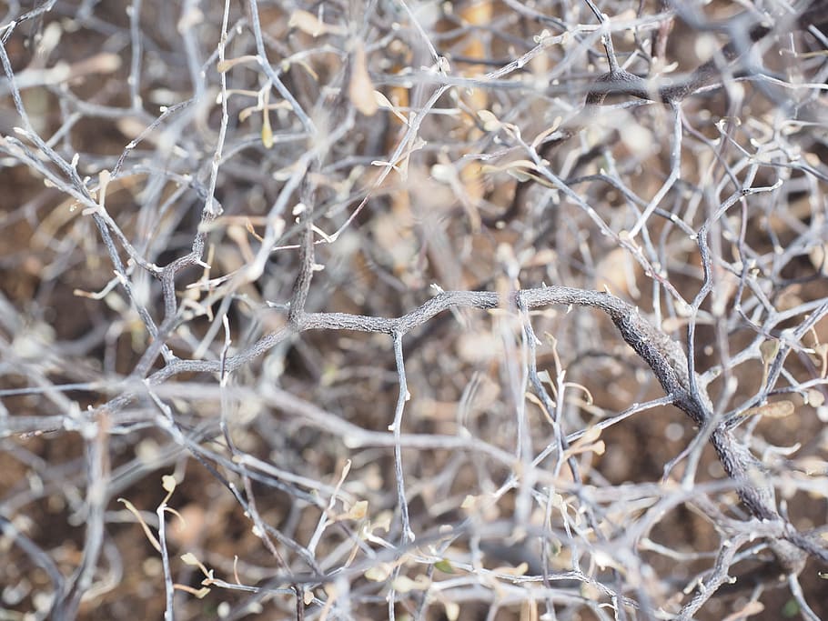 cabang, serakan, zigzag semak, corokia cotoneaster, corokia cotoneaster raoul, semak cemara, semak, berbentuk zigzag, argophyllaceae, seperti aster