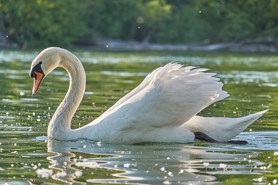 swan, swimming, body, water, swim, white, purely, monogamous, water bird, bird