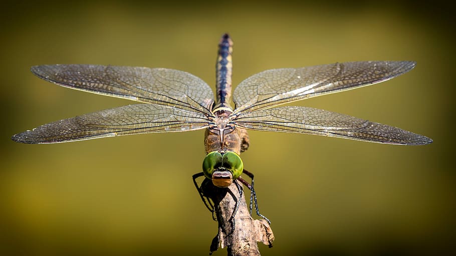 brown, green, dragonfly perching, tree branch, dragonfly, wing, shiny, insect, close, animal