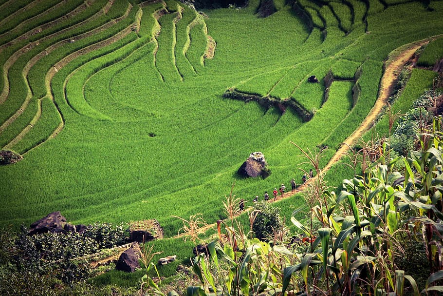 fazendas, Terraço, Vietnã, agricultura, fotos, paisagem, domínio público, natureza, rural Cena, Ásia