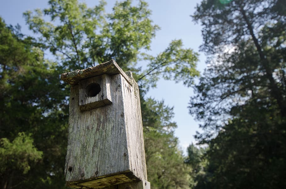 green, trees, plant, nature, forest, wooden, nest, box, outside, tree