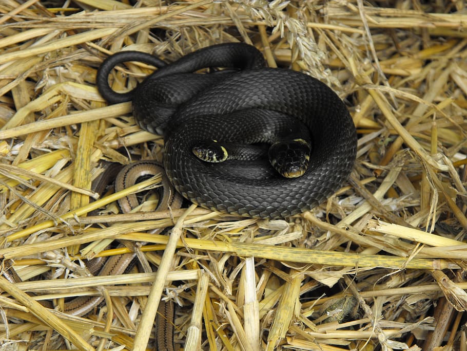 grass snake, slow worm, compost, black color, animal themes, animal, close-up, vertebrate, high angle view, hay
