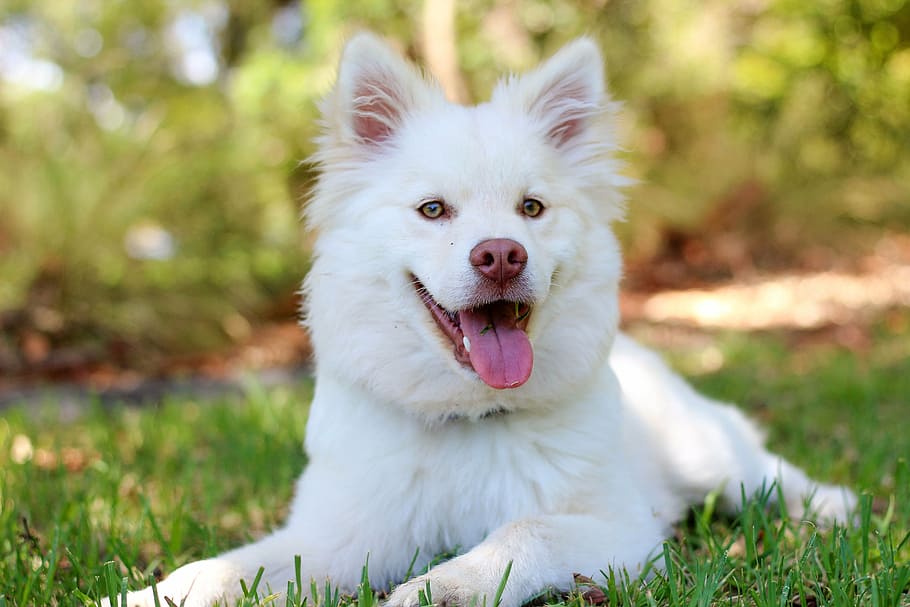 medium short-coated, white, dog, green, grass, daytime, puppy, lapphund, love, cute
