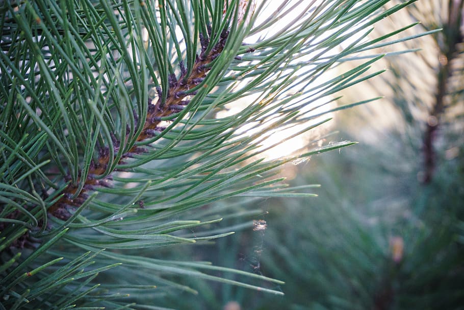 green, leafed, tree close-up photography, close, pine, tree, daytime, leaf, plant, nature