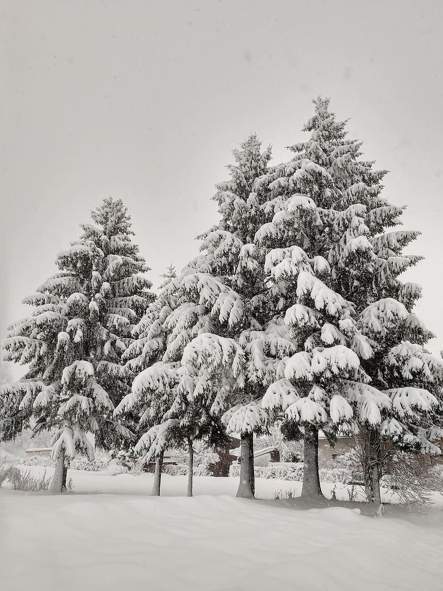 nieve, árboles, invierno, paisaje, magia de invierno, winterwonderland, naturaleza, navidad, árbol, planta