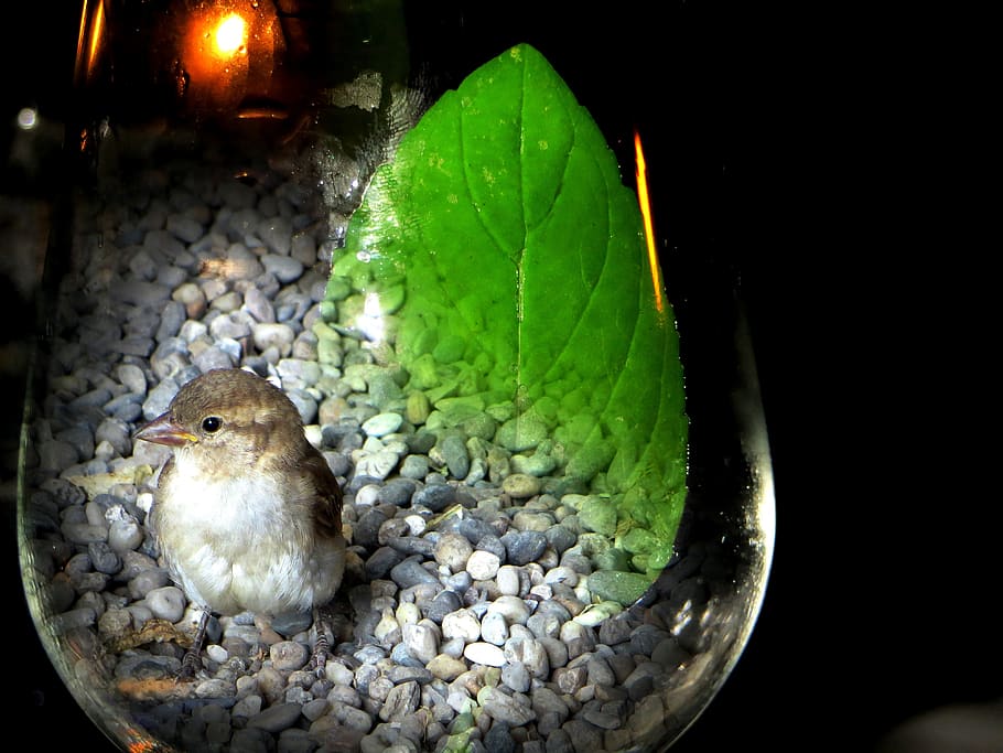 sparrow, sperling, bird, glass, photomontage, bird in the glass, caught, helpless, confused, fink