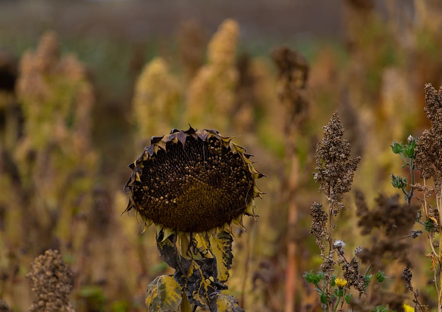 girasol, decaimiento, flor muerta, otoño, semilla de ave, flor, temporada,  naturaleza, muerto, semillas | Pxfuel