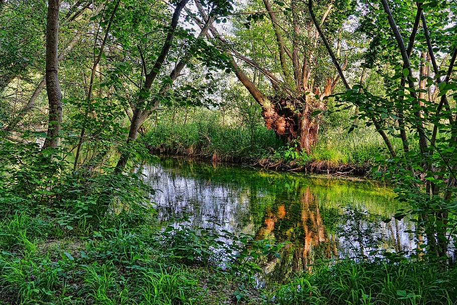 body, water, green, leaf plants, trees, river, riparian zone, forest, landscape, spring
