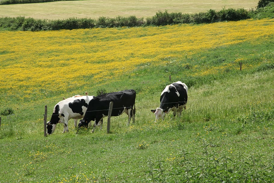 auvergne, cows, pre, field, cattle, mountain, hiking, green, fleurs des champs, nature