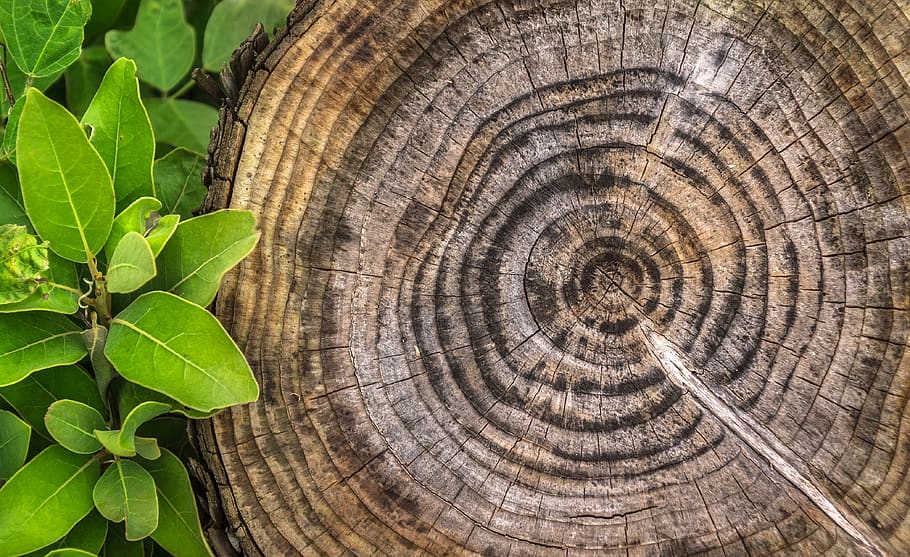 wood, annual zone, pattern, hardwood, circle, log, plants, nature, leaf, garden