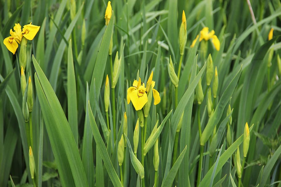 iris, yellow, flowers, flower, nature, garden, schwertliliengewaechs, spring, marsh plant, pond