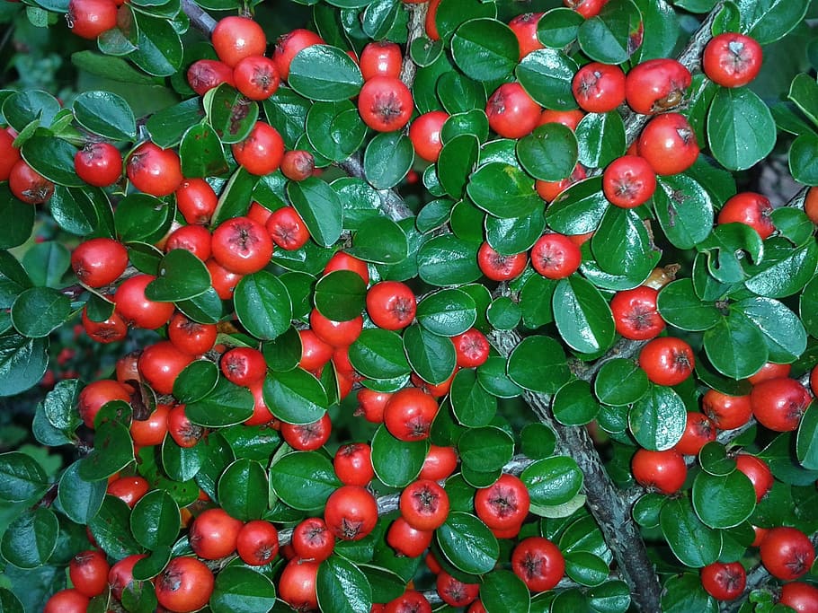 Cotoneaster, Berries, Red, Bush, red, bush, ground cover, cotoneaster horizontalis, stone horizontalis, bed, rowanberries