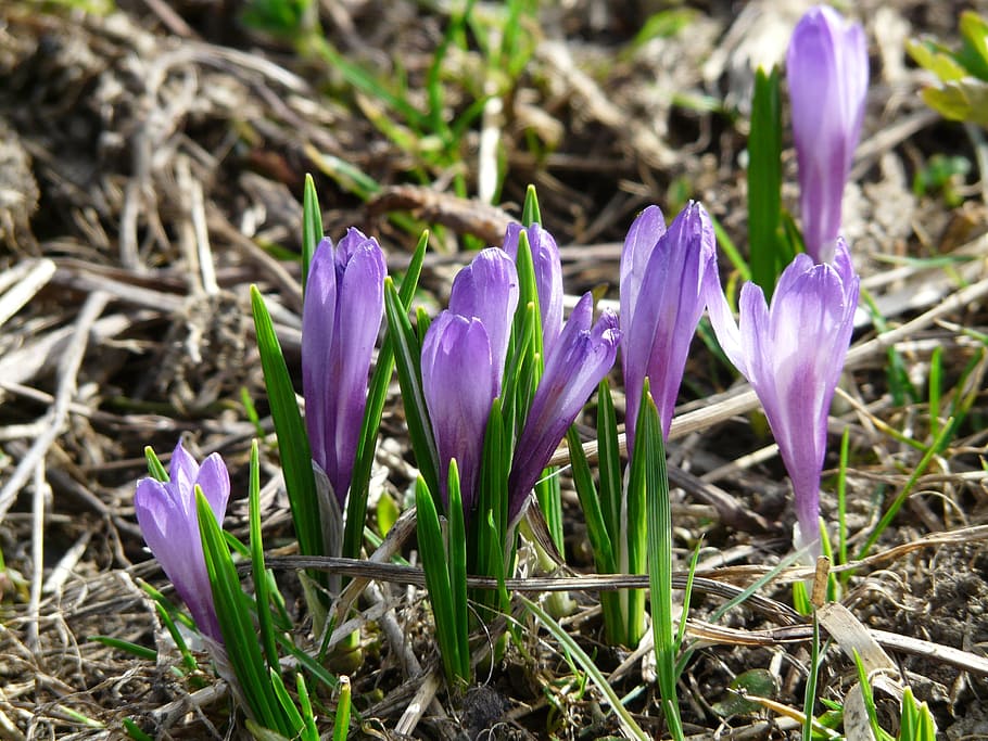 spring crocus, crocus, blue, purple, flowers, blossom, bloom, crocus vernus, spring saffron, alpine crocus