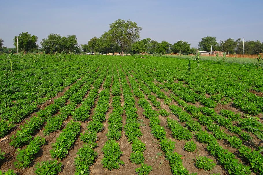 groundnut field, peanut crop, agriculture, oilseeds, karnataka, india, plant, growth, field, landscape