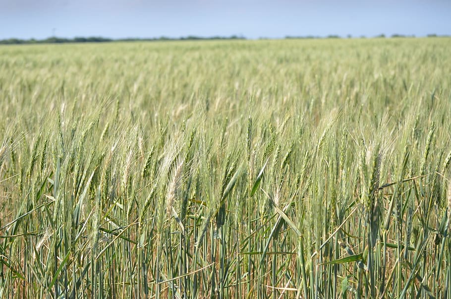 wheat, field, nature, plant, growth, land, agriculture, landscape, crop, farm