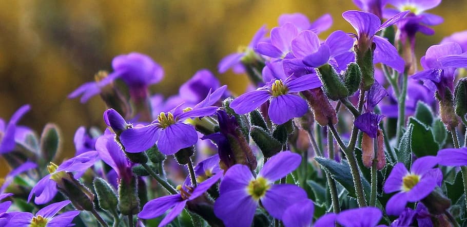 紫, 4枚の花びら, 4枚の花びらの花, クローズアップ, 写真, クレーンビル, 花, 紫の花, 自然, 植物