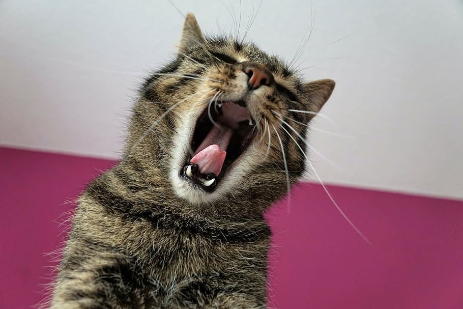 silver, tabby, cat, yawning, white, wall paint, tiger, tigerle, stripes, trouble
