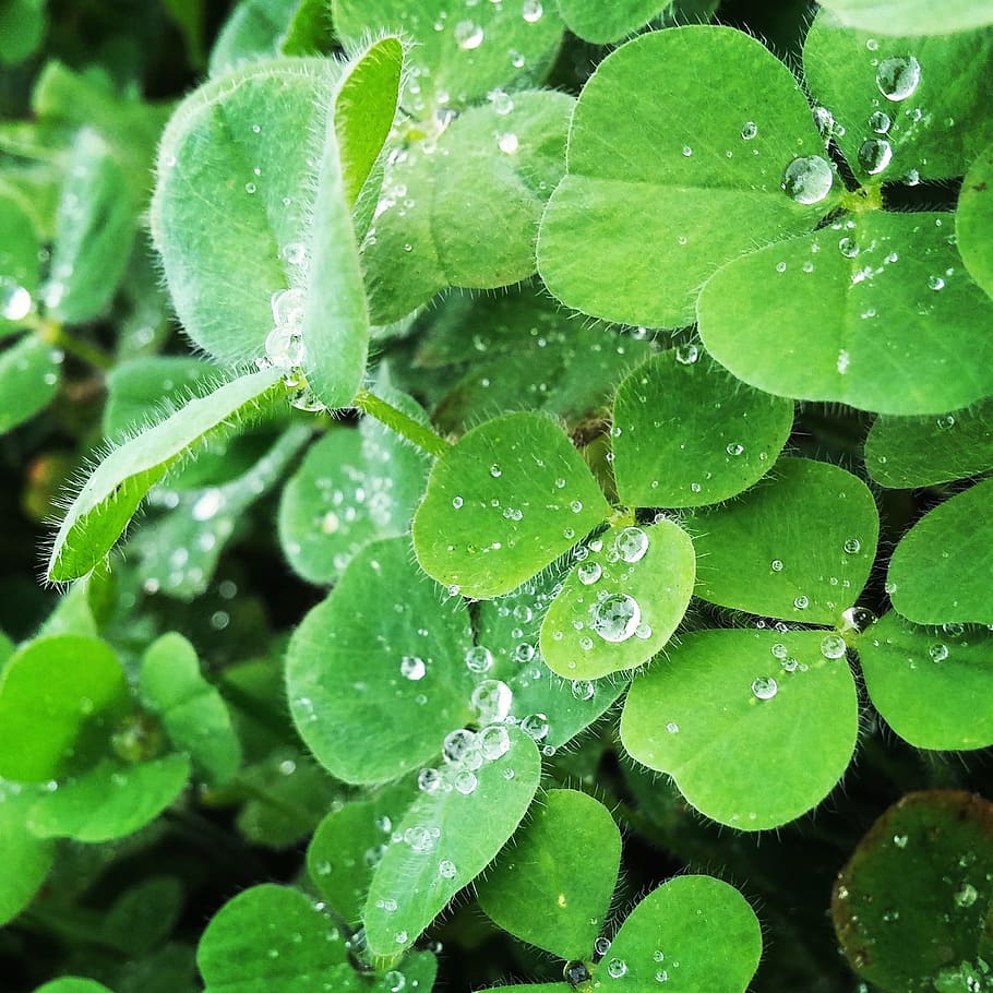 shallow, focus photo, wet, plants, klee, nature, green, plant, close, red clover