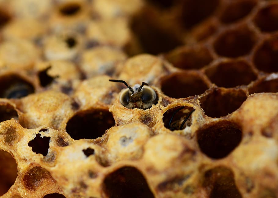 honey bees, drone, hatching, male bee, beehive, honey, bees, birth, buckfast, insect