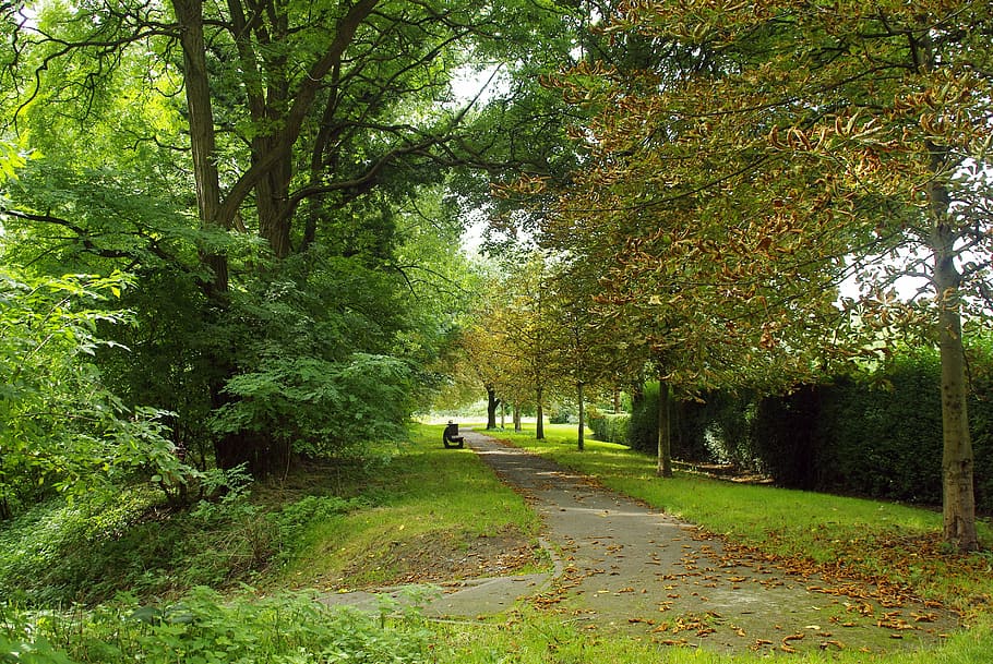 Lille, Promenade, Fall, Nature, park, tree, outdoor, rumput, landscape, pohon