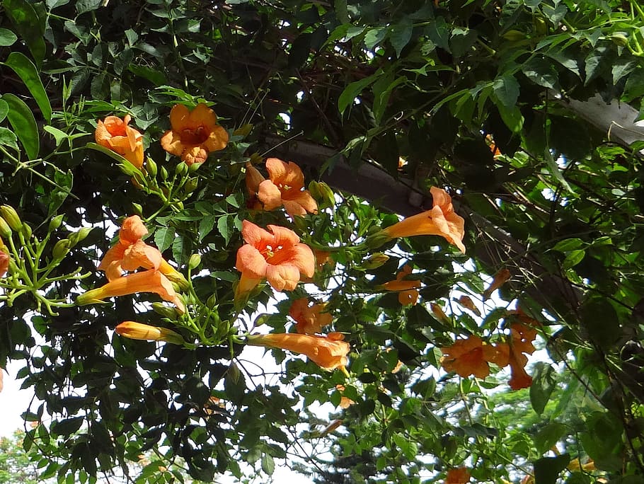 Trumpet Vine, Campsis Grandiflora, tecoma grandiflora, campsis chinensis, flower, india, nature, tree, outdoors, plant