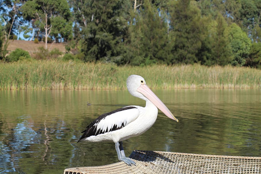 australian pelican, waterbird, pelecanus conspicillatus, animal, wildlife, lake, nature, nature reserve, bird, animal wildlife