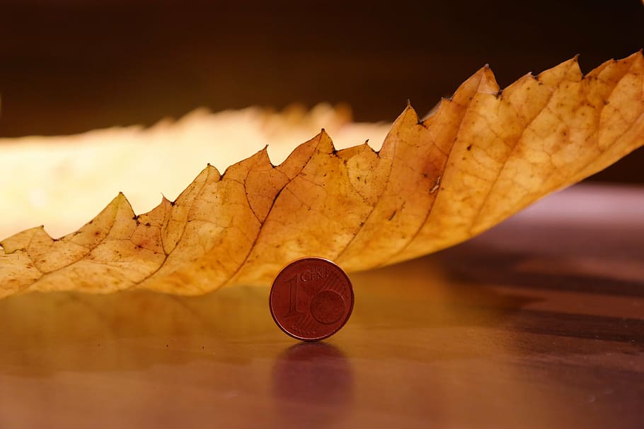 round silver-colored coin, brown, dried, leaf, elm leaf, mountain elm, macro, close, elm leaves, size comparison