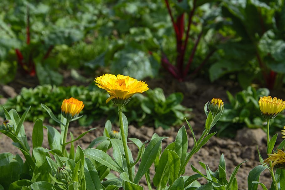marigold, vegetable growing, garden, nature, plant, fresh, plot, vegetables, bed, family garden