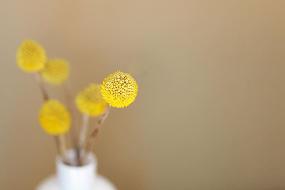 round, yellow, floral, decor close-up photo, tilt, lens, photography, tansy, flower, flowers