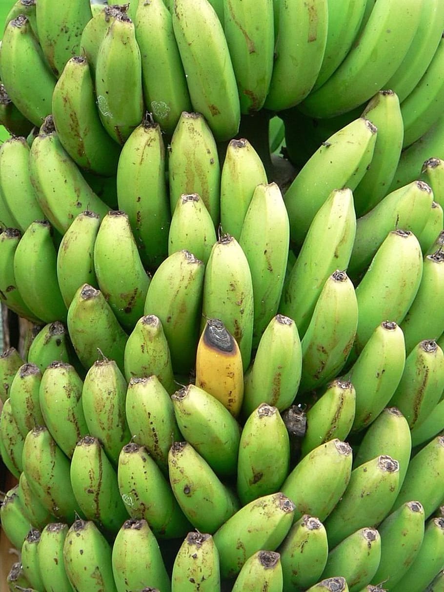 plátanos, amarillo, verde, plátano, frutas, plantas, flora, alimentación saludable, comida y bebida, comida