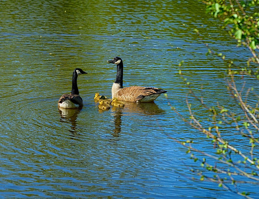 two, brown, swan, body, water, canada geese, parents, young animals, lake, animals