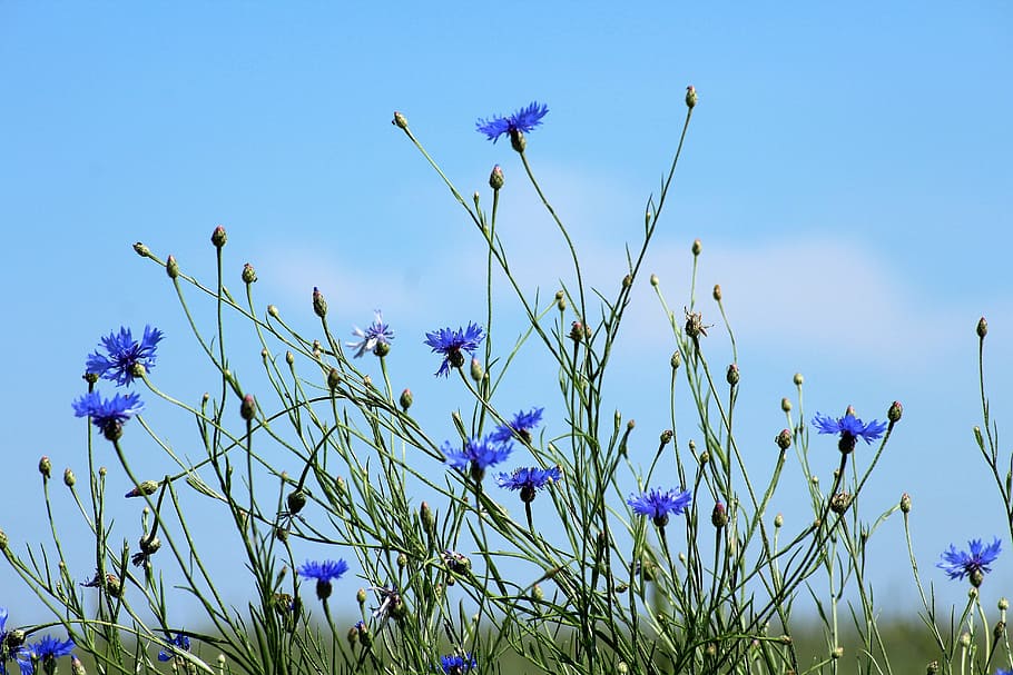 blue petaled flowers, cornflowers, wildflowers, meadow, blue flowers, flowers, fields, plants, flowering plant, flower