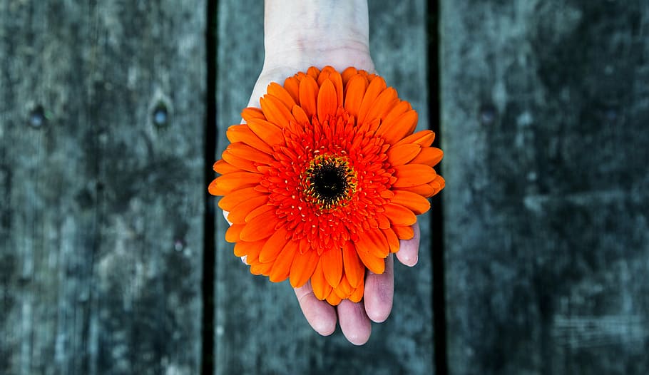 person, holding, orange, sunflowert, hand, palm, wood, flower, petal, nature