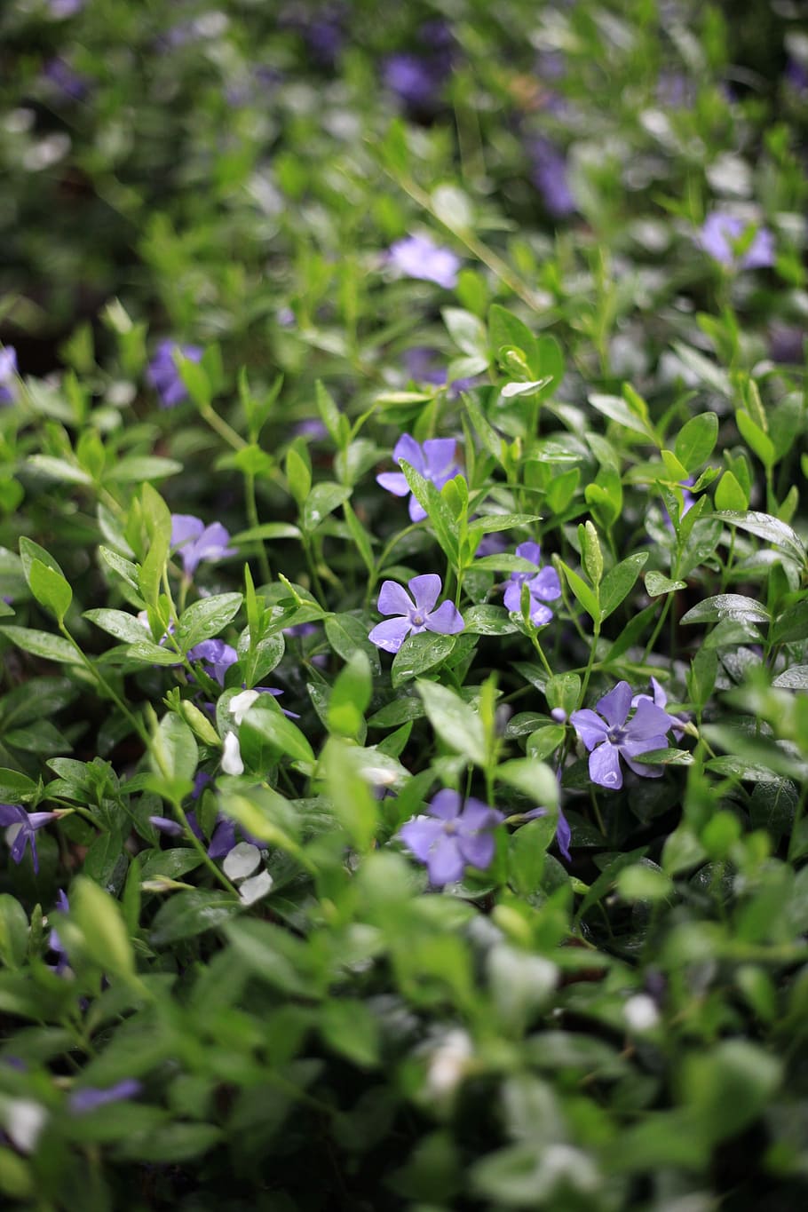 ツルニチニチソウ, ハーブ, 紫, 緑の背景, 5枚の花弁, 春, 自然, 花, 開花植物, 植物