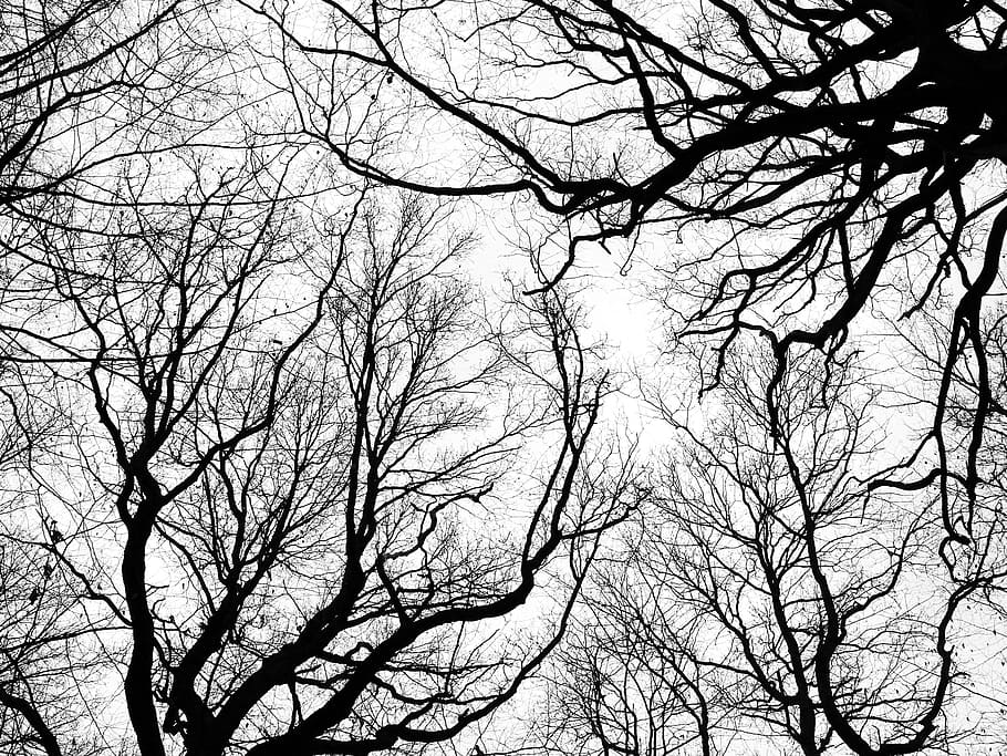silhouette, hollow, trees, crown, winter, cold, bare tree, aesthetic, branches, kahl