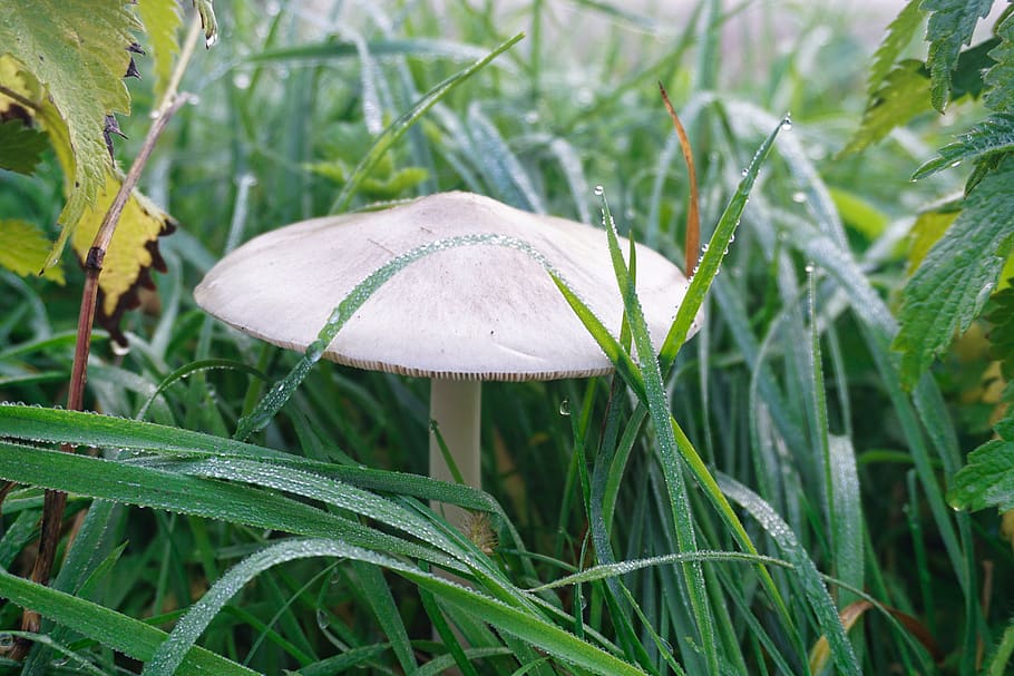 mushroom, toadstool, meadow, morgentau, dew, morning, foggy, autumn, toxic, forest mushroom