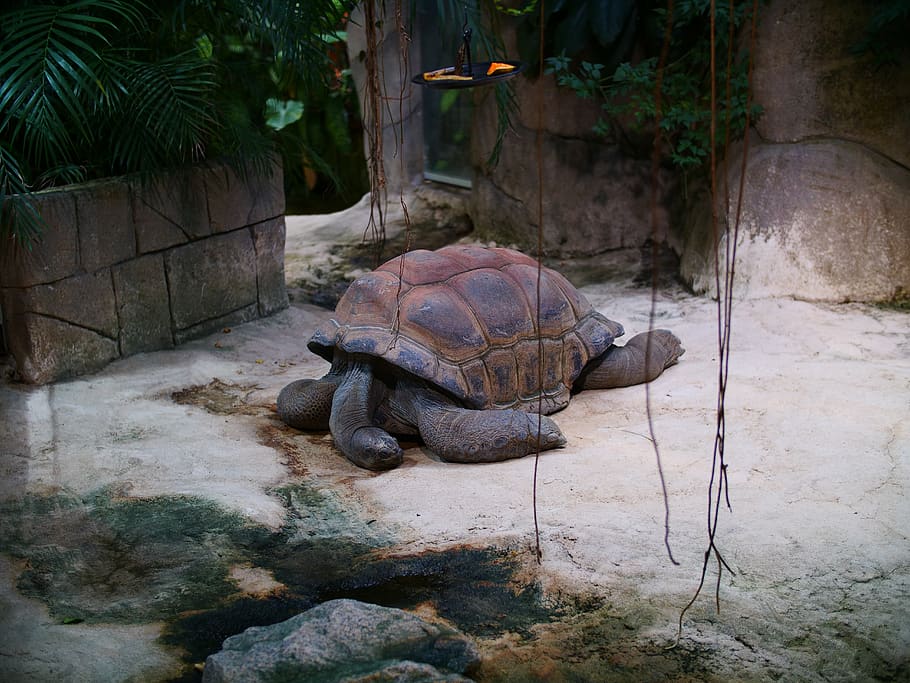 aldabra giant tortoise, tortoise, seychelles tortoise, seychelles, reptile, animal, aldabra, zoo, turtle, reptilia