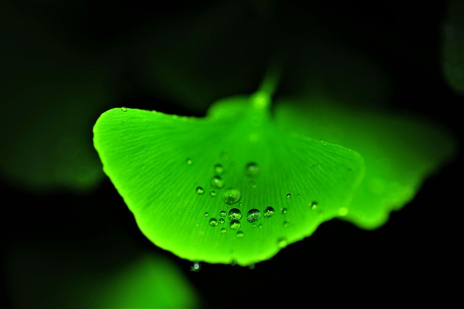 morning dew, wedding website, ginkgo leaf, green, water, drop, leaf, plant, close-up, plant part