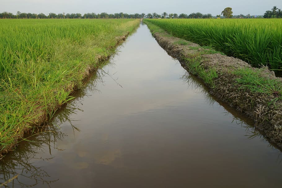 water ways, irrigation, padi fields, rice production, malaysia, agriculture, cash crops, plant, rural scene, field