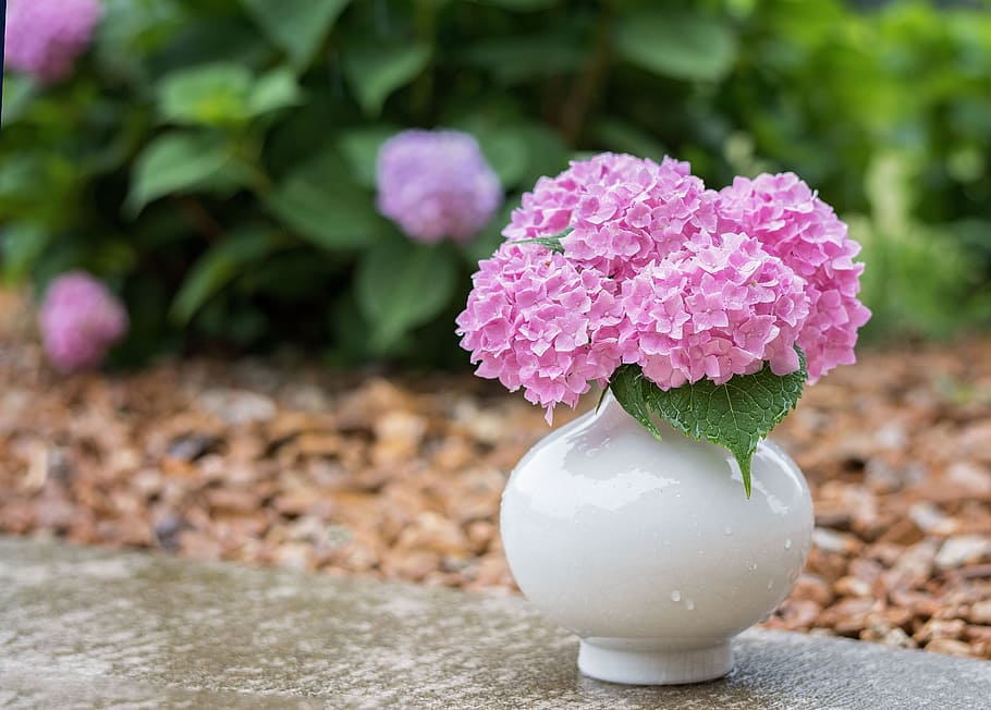 pink, flowers, white, ceramic, vase, hydrangea, rain, flower, spring, blossom