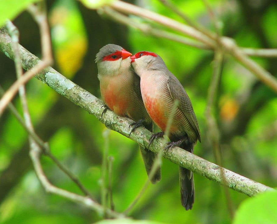 selective, focus photo, two, birds perching, tree branch, bird, kiss, nature, birds, birds kissing