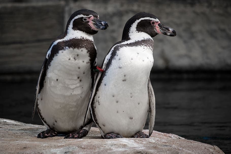 2 白 ペンギン 立っている 岩 動物の世界 鳥 水鳥 動物園 閉じる Pxfuel