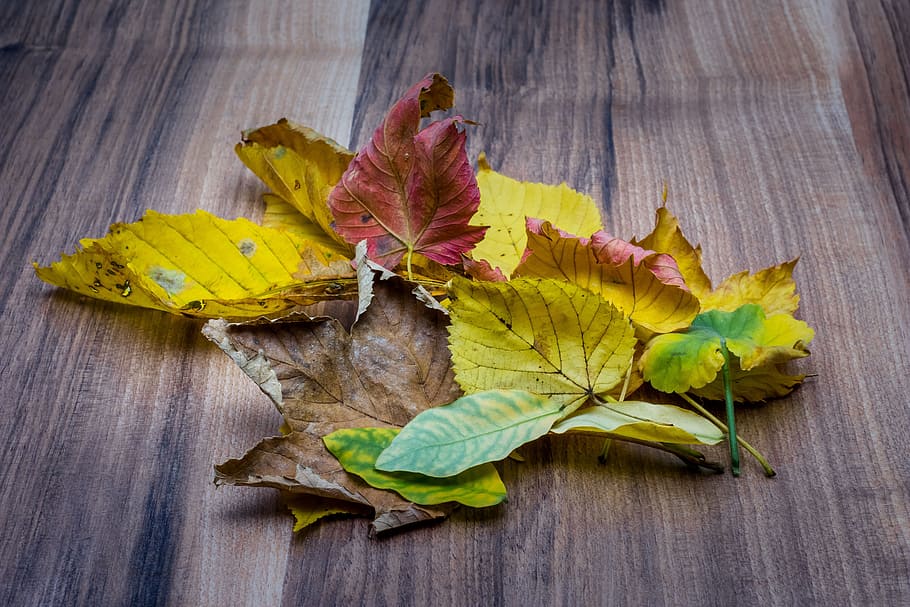 fotografía de primer plano, arce de colores variados, hojas, otoño, naturaleza, amarillo, naranja, octubre, temporada, rojo