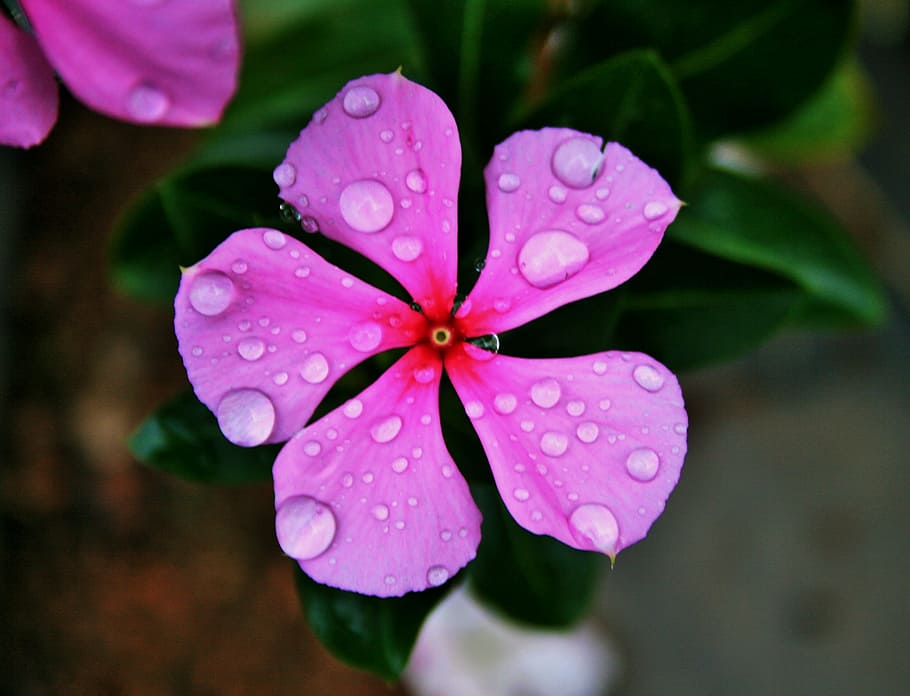 pink periwinkle, flower, pink, simple, rain, drops, water, drop, flowering plant, close-up