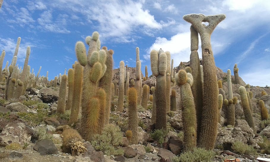 Cactus, Bolivia, Uyuni, Nature, Island, salar, incahuasi, tourism, growth, saguaro cactus